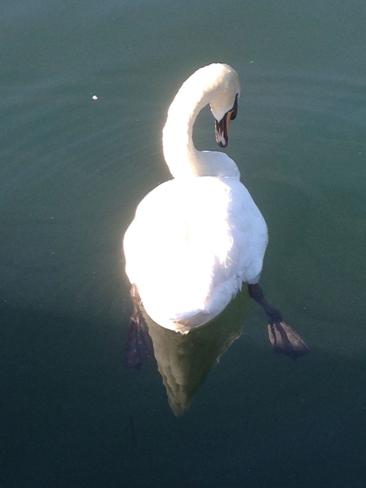 schwanensee