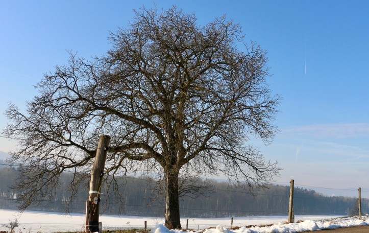winterbaum