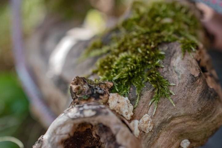 Eroberung des Baumstammes