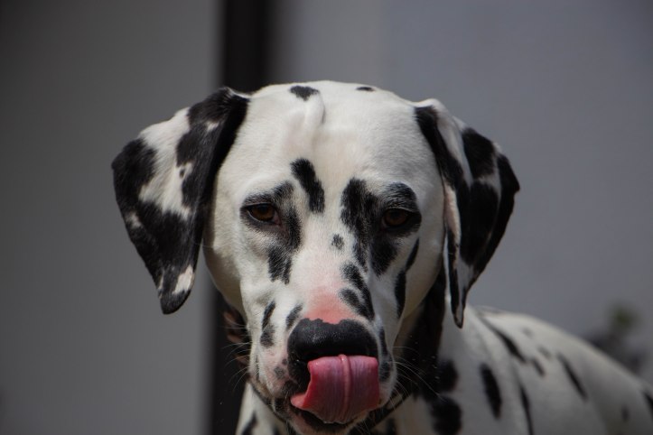 Osterbrunch (31 von 94)