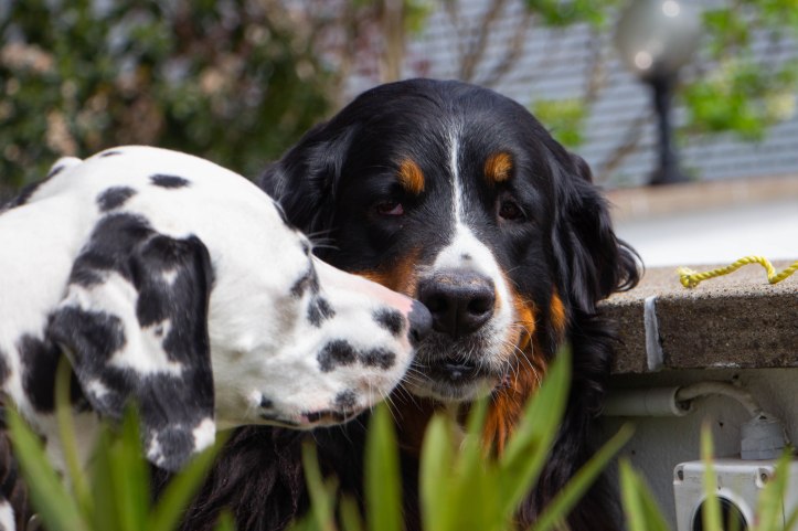 Osterbrunch (37 von 94)
