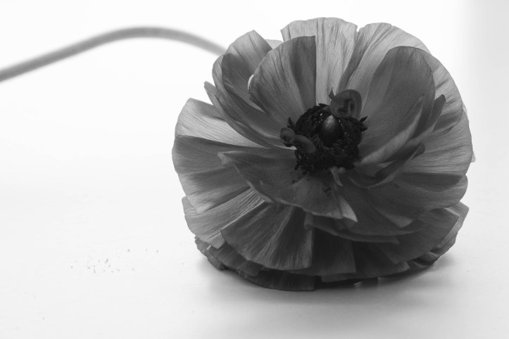 Blütenzauber (13 von 18)