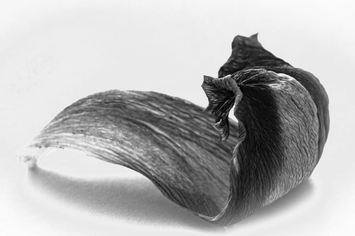 Blütenzauber (18 von 18)