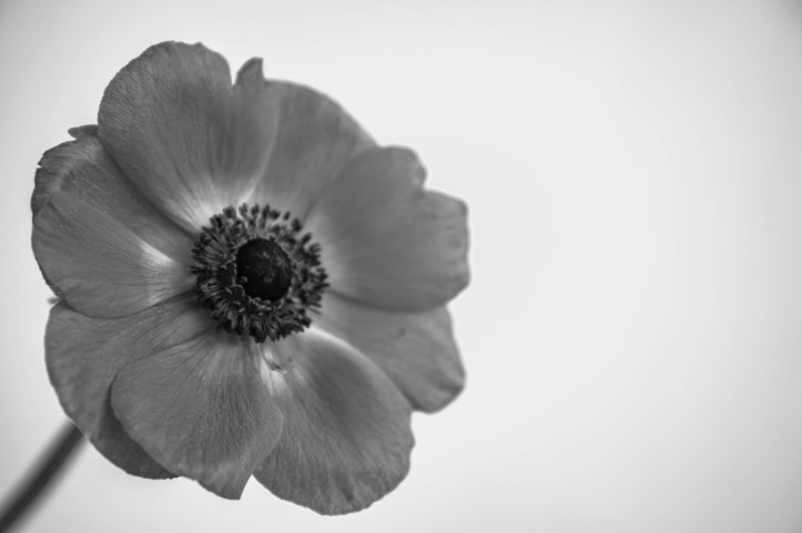 Blütenzauber (2 von 18)