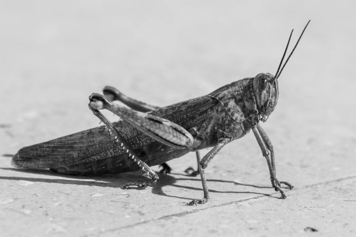 Heugümper - Besuch auf unserer Terasse (1 von 1).jpg