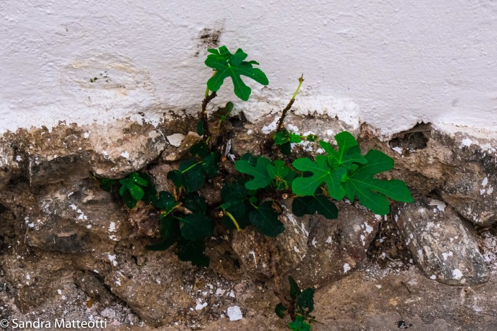 Almunecar Juli 19-0022.jpg