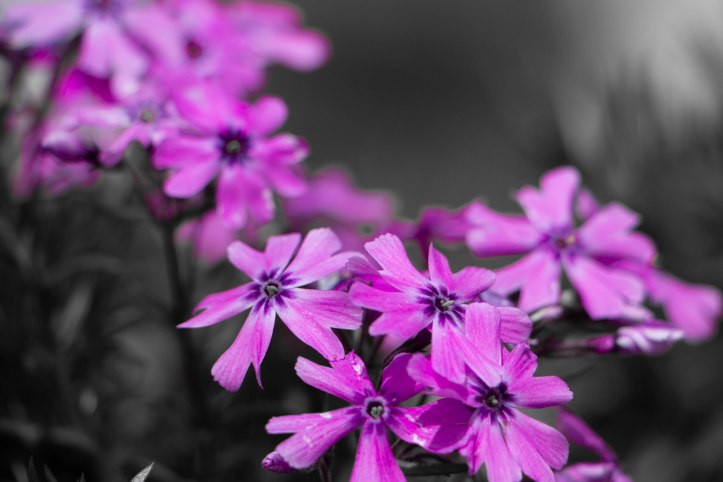 Blütenstand (16 von 93).jpg