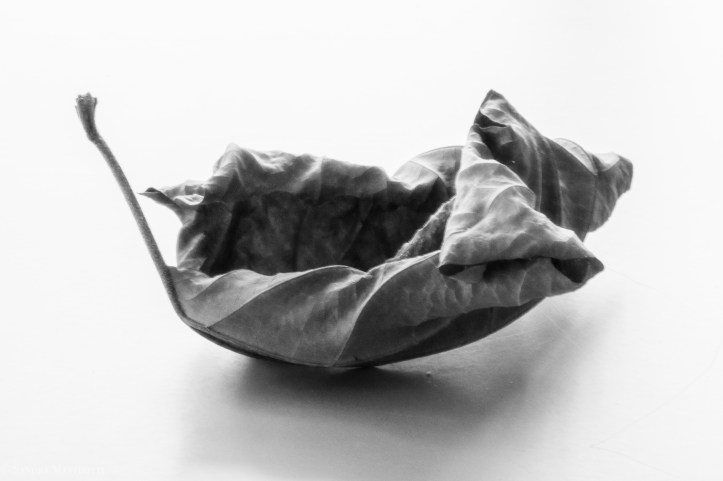 Herbstblätter-1907