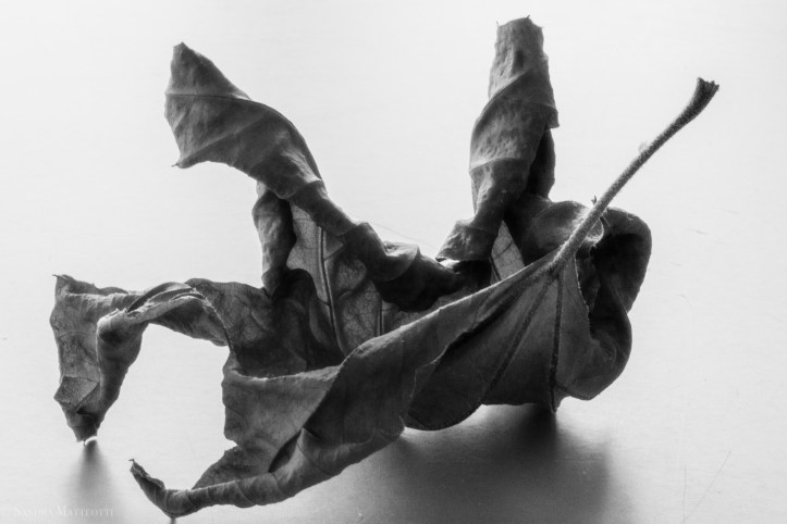 Herbstblätter-1917