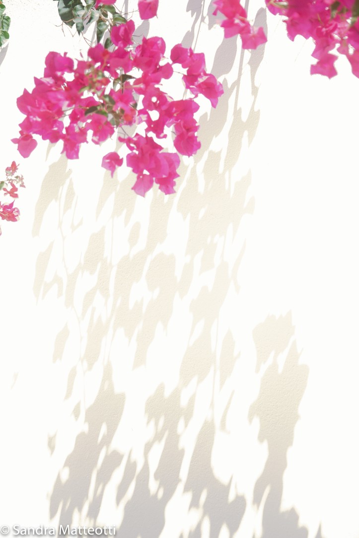 Pink mit Schattenwurf-9546.jpg