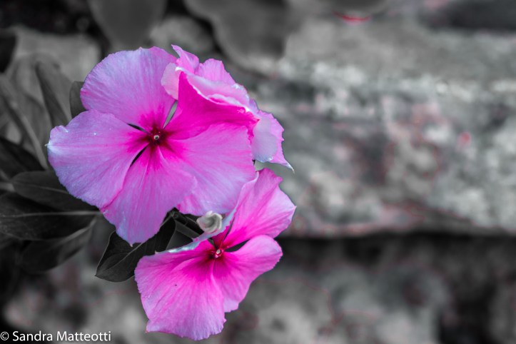 Rosa Blüte-2435.jpg