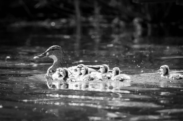 Stockentenfamilie-7224