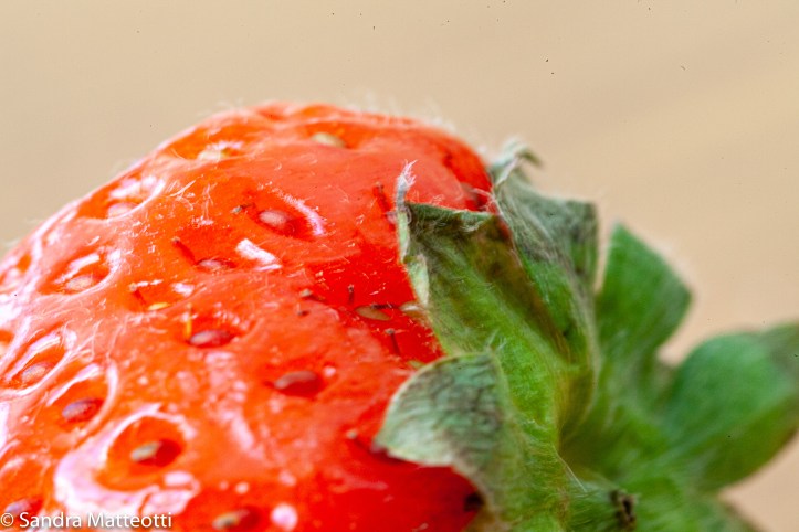 Erdbeere-9594.jpg